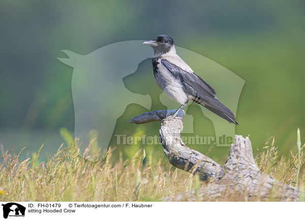 sitting Hooded Crow / FH-01479