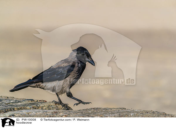 Nebelkrhe / hoodiecrow / PW-10008