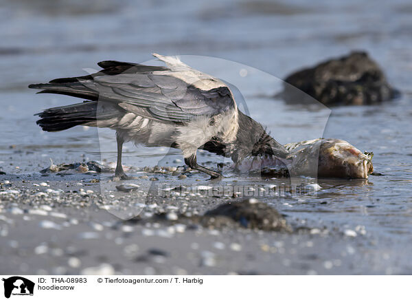 Nebelkrhe / hoodiecrow / THA-08983