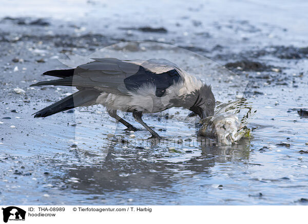 Nebelkrhe / hoodiecrow / THA-08989