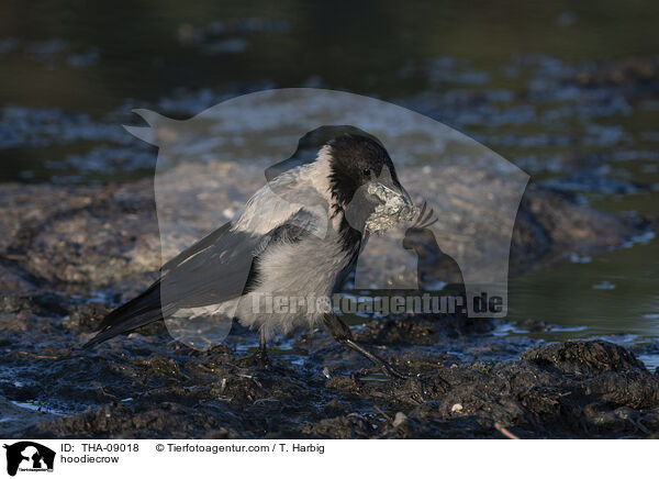 Nebelkrhe / hoodiecrow / THA-09018