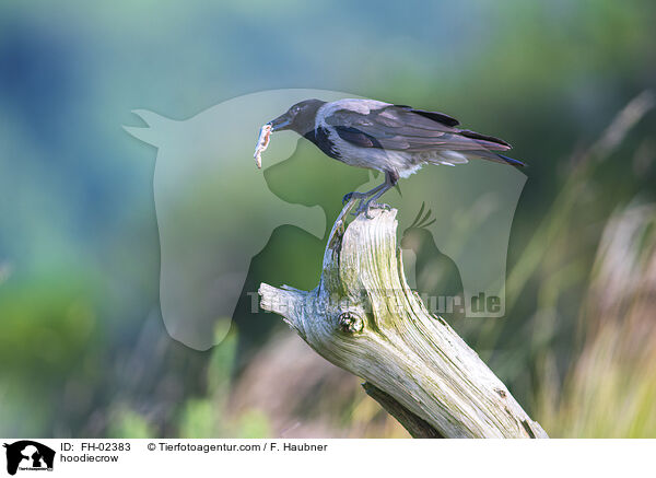 Nebelkrhe / hoodiecrow / FH-02383