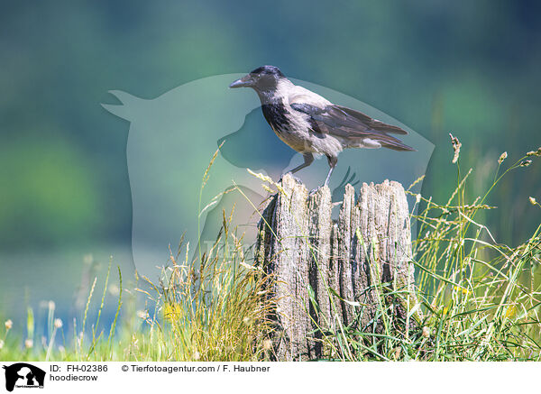 Nebelkrhe / hoodiecrow / FH-02386