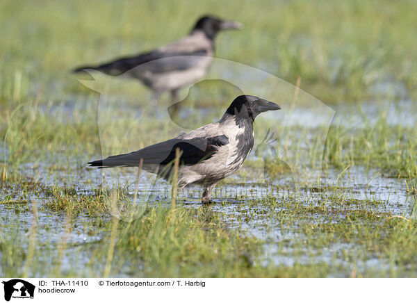 Nebelkrhe / hoodiecrow / THA-11410