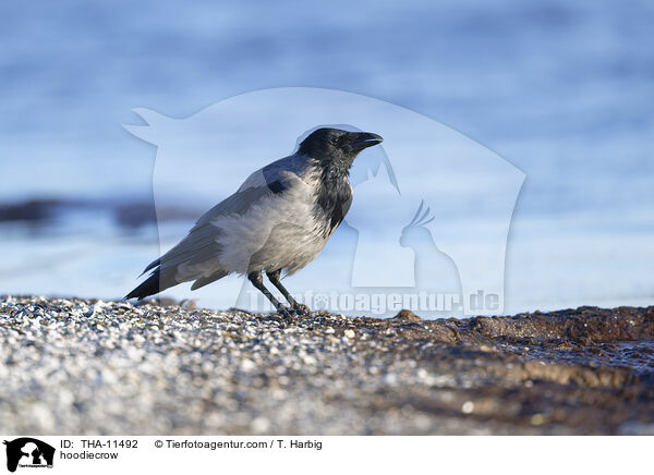 Nebelkrhe / hoodiecrow / THA-11492