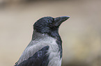 Hooded Crow portrait