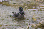 Hooded Crow in the water