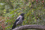 Hooded Crow