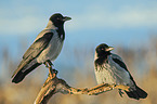 sitting Hooded Crows