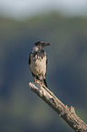 sitting Hooded Crow