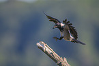 flying Hooded Crow