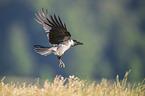 flying Hooded Crow