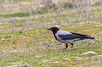 standing Hooded Crow