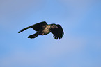 Hooded crow