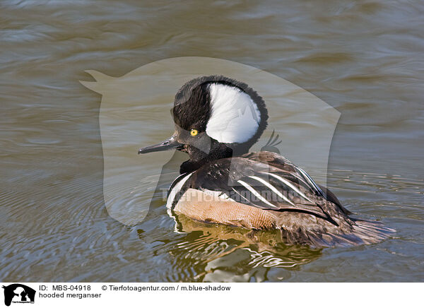 Kappensger / hooded merganser / MBS-04918