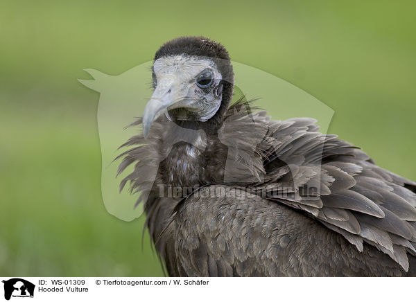 Kappengeier / Hooded Vulture / WS-01309