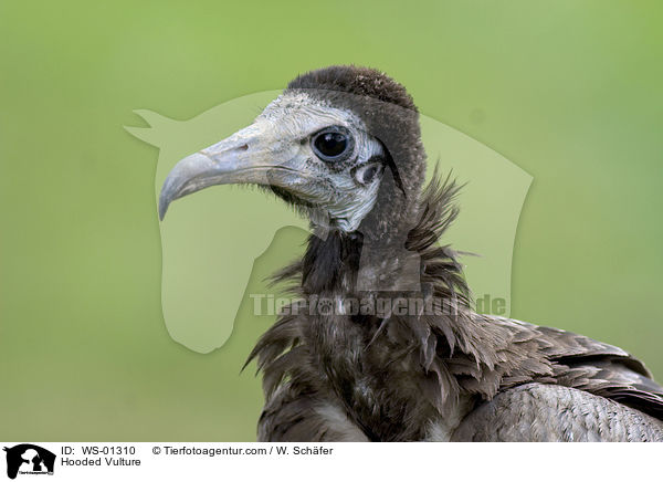 Kappengeier / Hooded Vulture / WS-01310
