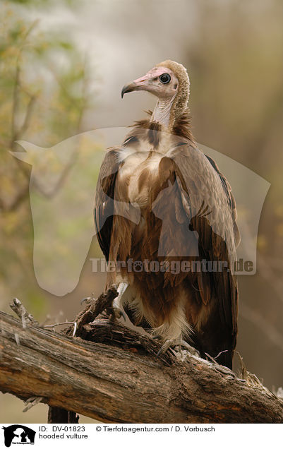 hooded vulture / DV-01823