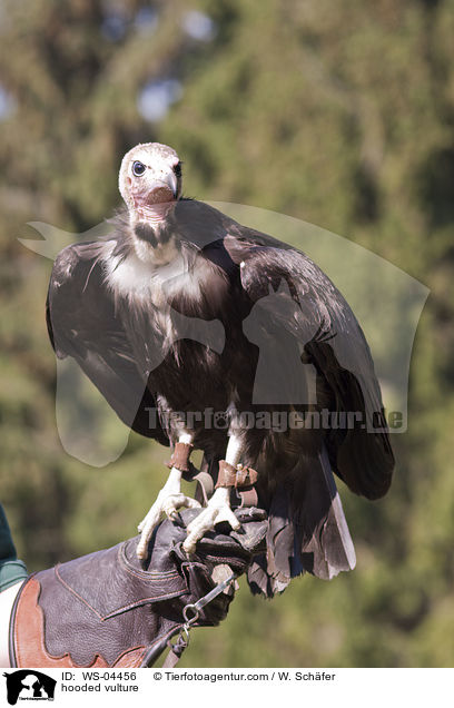 Kappengeier / hooded vulture / WS-04456