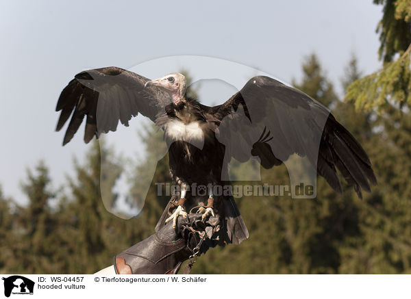 Kappengeier / hooded vulture / WS-04457