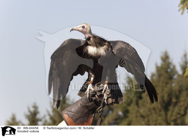 Kappengeier / hooded vulture / WS-04458