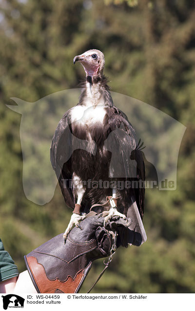 Kappengeier / hooded vulture / WS-04459