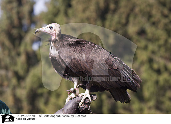 Kappengeier / hooded vulture / WS-04460