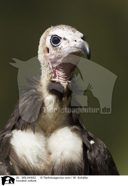 Kappengeier / hooded vulture / WS-04462