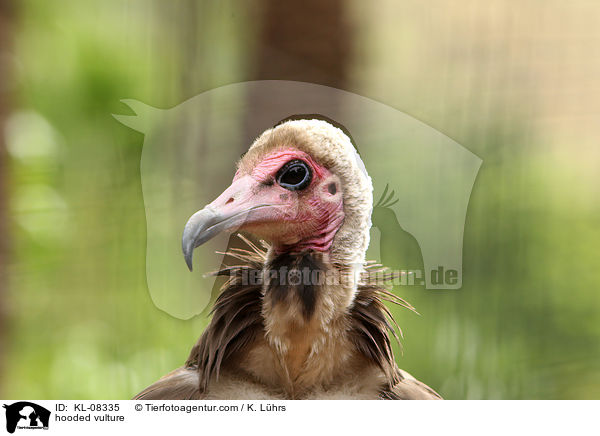 Kappengeier / hooded vulture / KL-08335