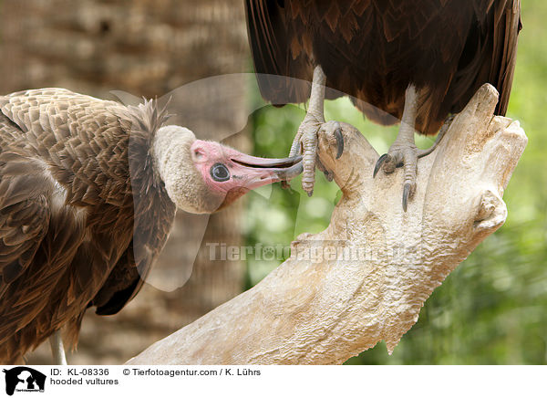 hooded vultures / KL-08336