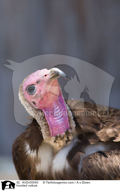Kappengeier / hooded vulture / AVD-05540
