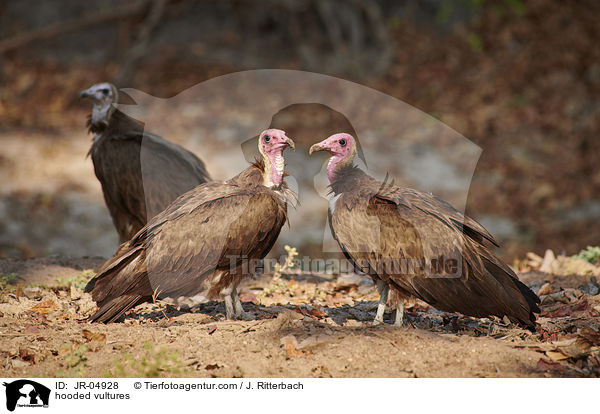 Kappengeier / hooded vultures / JR-04928