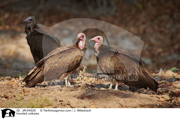 Kappengeier / hooded vultures / JR-04929