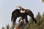 hooded vulture