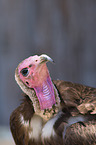 hooded vulture