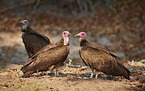 hooded vultures