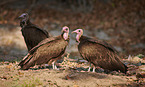 hooded vultures