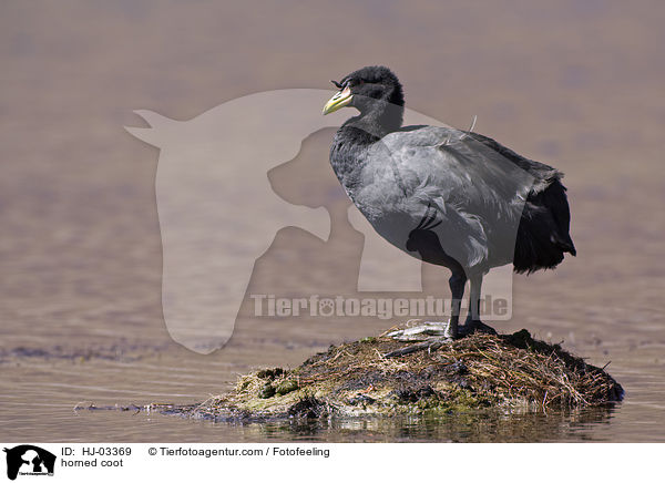 Rsselblhuhn / horned coot / HJ-03369