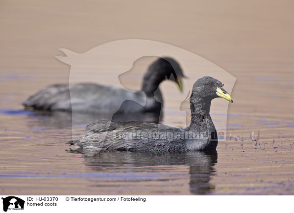 horned coots / HJ-03370