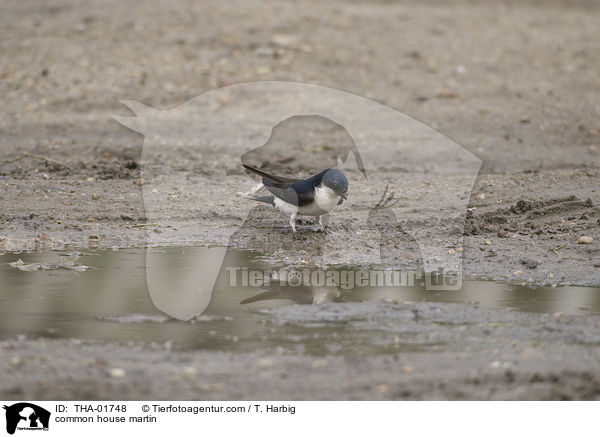 common house martin / THA-01748