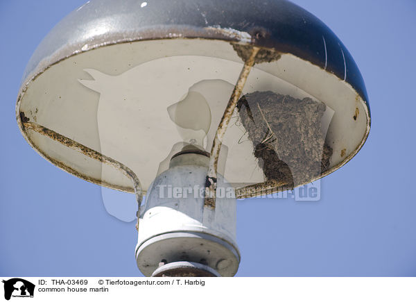 Mehlschwalbe / common house martin / THA-03469