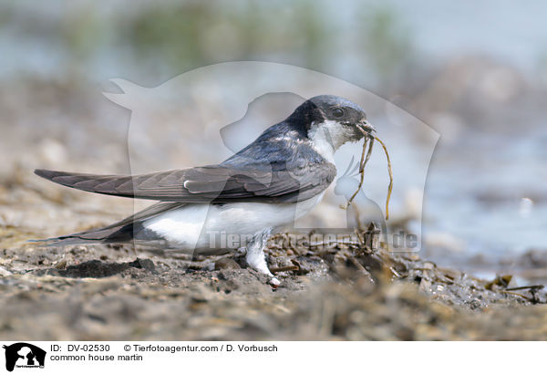 Mehlschwalbe / common house martin / DV-02530