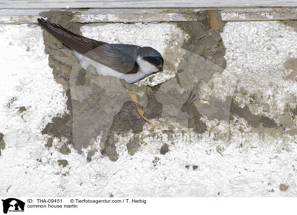 common house martin / THA-09451