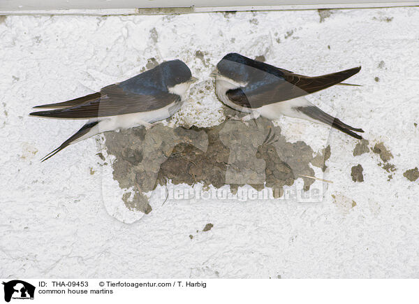 Mehlschwalben / common house martins / THA-09453