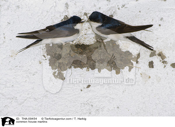 common house martins / THA-09454