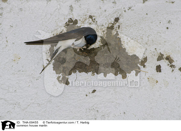 Mehlschwalbe / common house martin / THA-09455