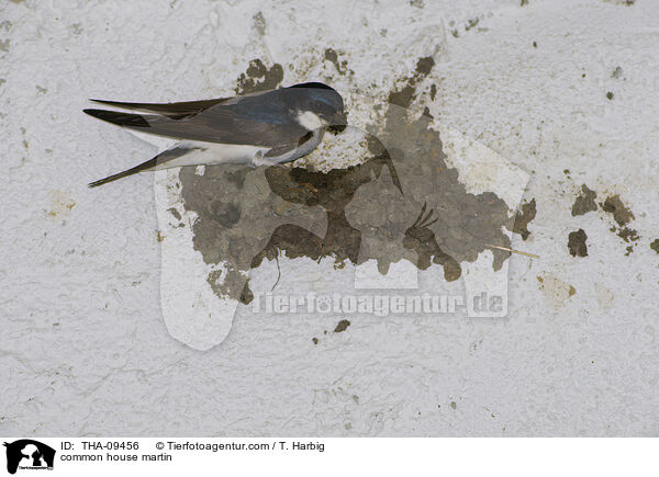 Mehlschwalbe / common house martin / THA-09456