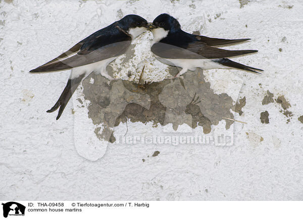 Mehlschwalben / common house martins / THA-09458