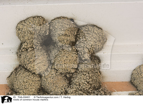 Mehlschwalbennester / nests of common house martins / THA-09461