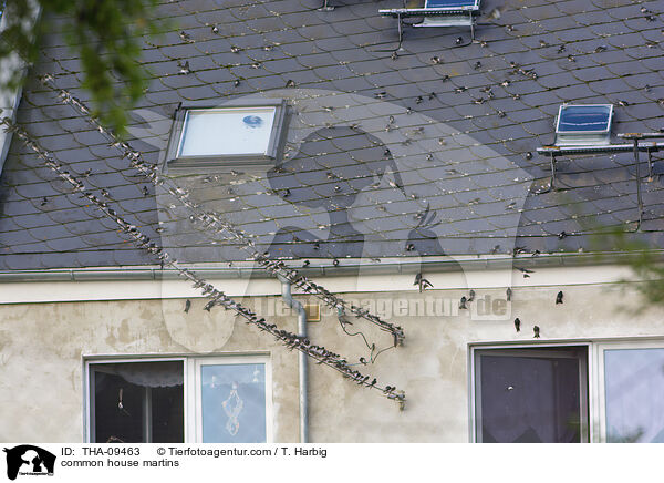 Mehlschwalben / common house martins / THA-09463